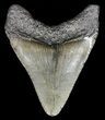 Juvenile Megalodon Tooth - Georgia #61617-1